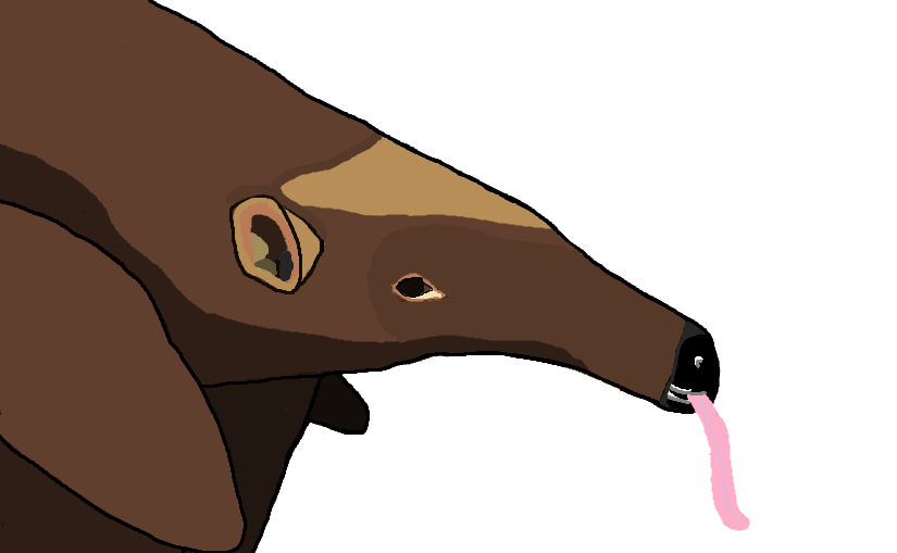 Anteater GIF